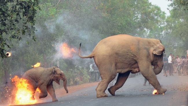 The 2017 Sanctuary’s Wildlife Photographer of the Year award winner: Picture Biplab Hazra