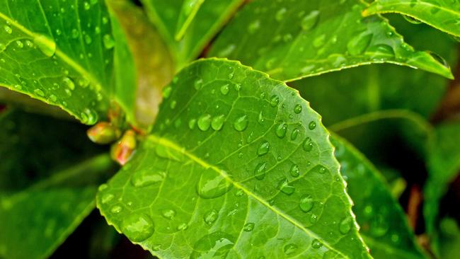 ​Citrus farmers in the North Burnett Region praise the recent storms for bringing ‘beautiful’ rain. Picture: File.