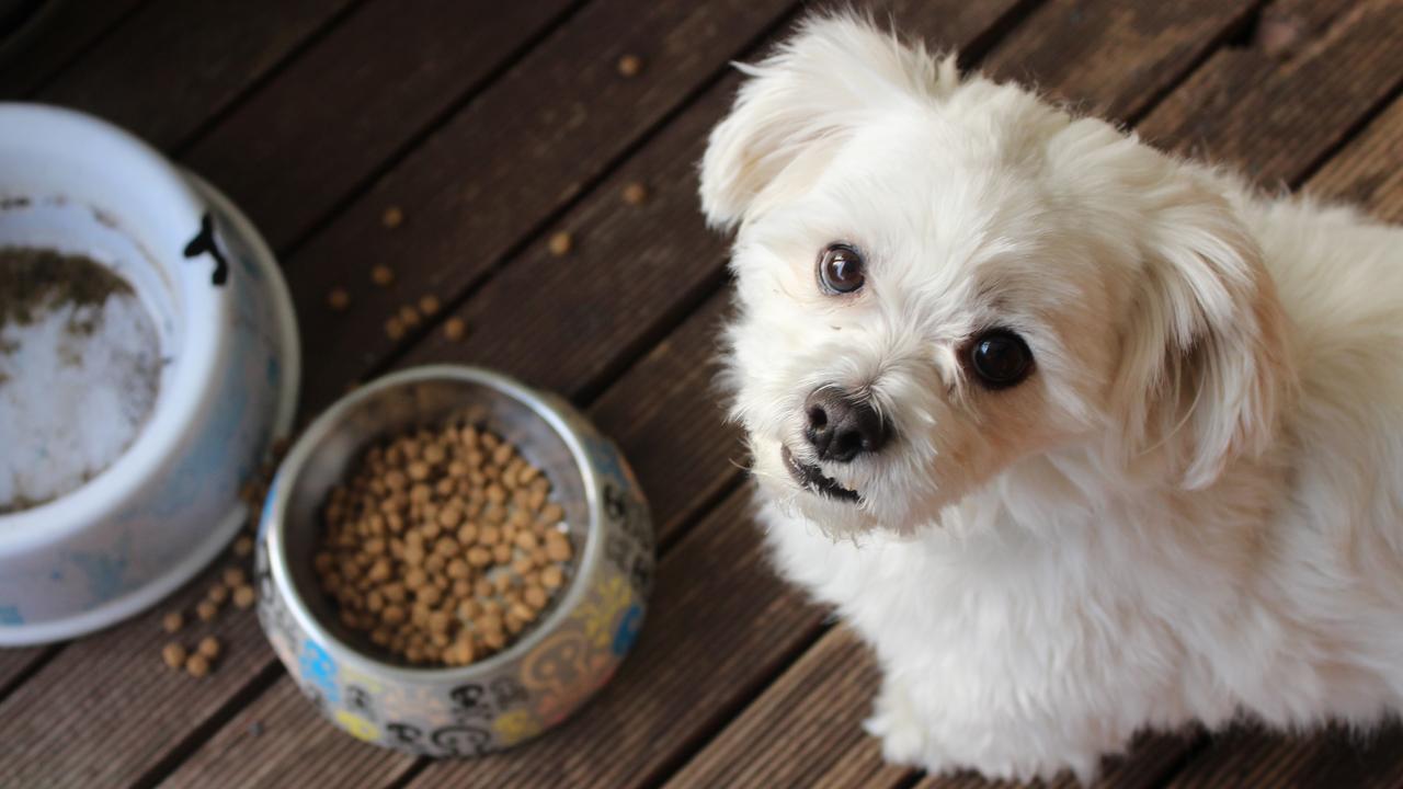 Although it’s ‘not dangerous’ to eat dog food, I wouldn’t say it’s healthy. Picture: M Burke / Unsplash