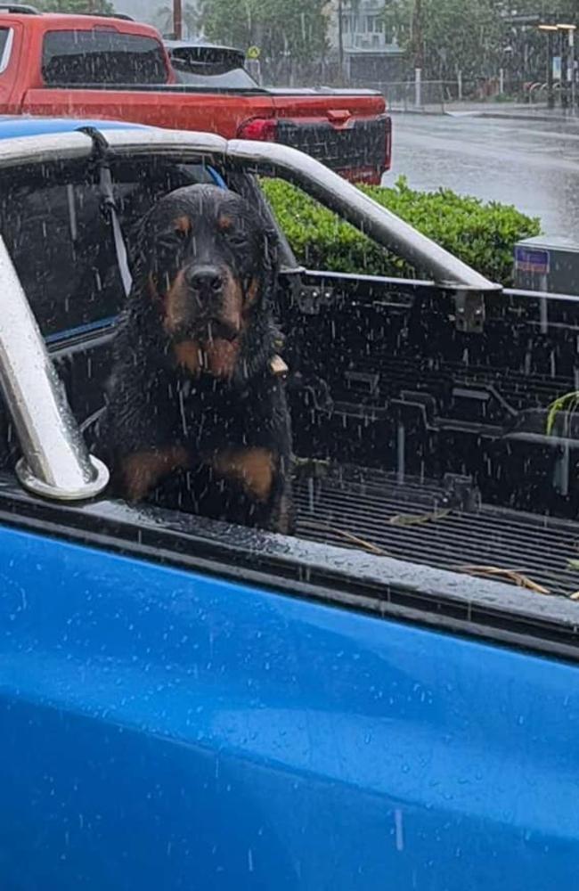 A photo of a dog sitting in the rain in the back of a ute parked on the Airlie Beach main strip on Tuesday.