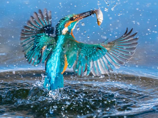 Swirl, Kovitlanje.Photographer Name: Petar SabolThe image Swirl was taken at a local pond near Palovec. It shows the moment when small bird kingfisher flies out of water with a little fish in his beak. Copyright: © Petar Sabol, Croatia, 1st Place, National Awards, 2017 Sony World Photography Awards