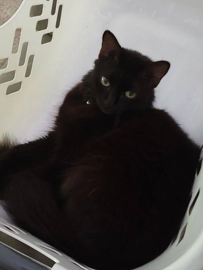 Olive is available for adoption via AdoptMe Kittens. Photo: Supplied.