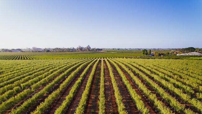 Mildura farmers could see a massive increase in rates as council proposes changes. Pictured: Dwarf almonds.