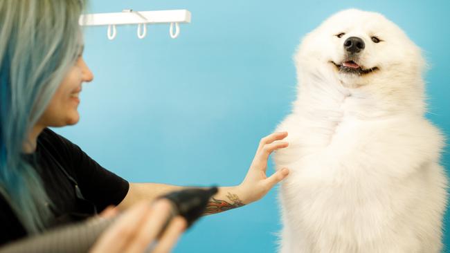 Pet groomers are getting employed before they finish their qualifications.