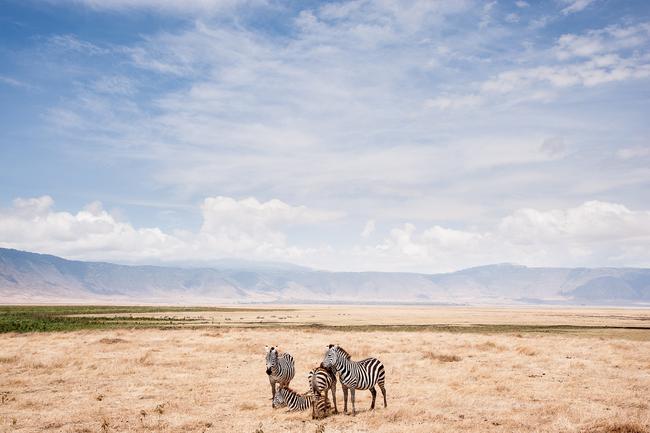 2014 National Geographic Photography Contest ... Honorable Mention Nature Photo: “Zebras and the rim of the Crater”. The Ngorongoro Crater, Tanzania, is the world’s largest inactive volcanic caldera. It is a collapsed volcano that harbours a range of African wildlife that live in relatively close proximity and competition of each other. Zebras are amongst the most common animals in the crater along with wildebeest, gazelles, hyenas, and lions. On a clear day, a 360º view of the crater rim can be seen whilst being inside. Location: Ngorongoro Conservation Area, Tanzania. Picture: Zik Teo /National Geographic 2014 Photo Contest