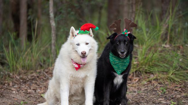 Maggie and Blaze at the AWLQ shelter in Coombabah. Photo: Laura Sharp