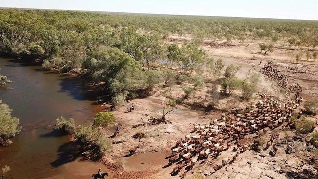 Mustering cattle on Miranda Downs Station.