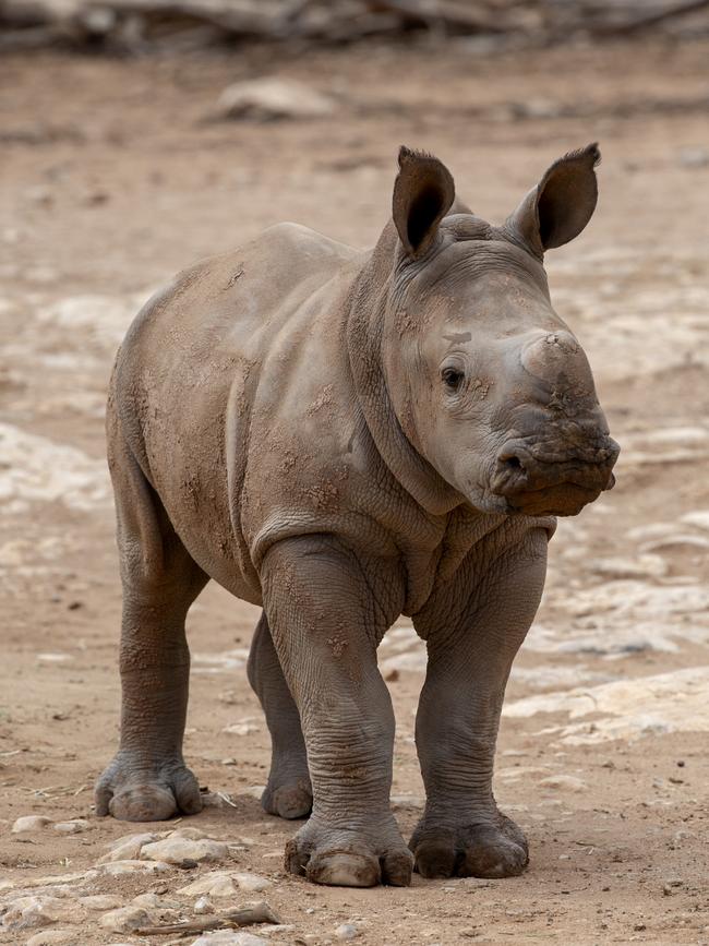 Imani, the southern white rhino calf who died in 2019. Picture: Adrian Mann, Zoos SA