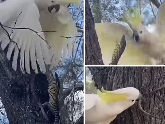 It was the clash of Aussie icons at Tin can Bay recently when a cockatoo refused to let a goanna into a tree it had claimed. Sourced form News.com.au