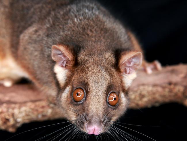 Possums are part of the ulcer spread and infection life cycle, experts say.