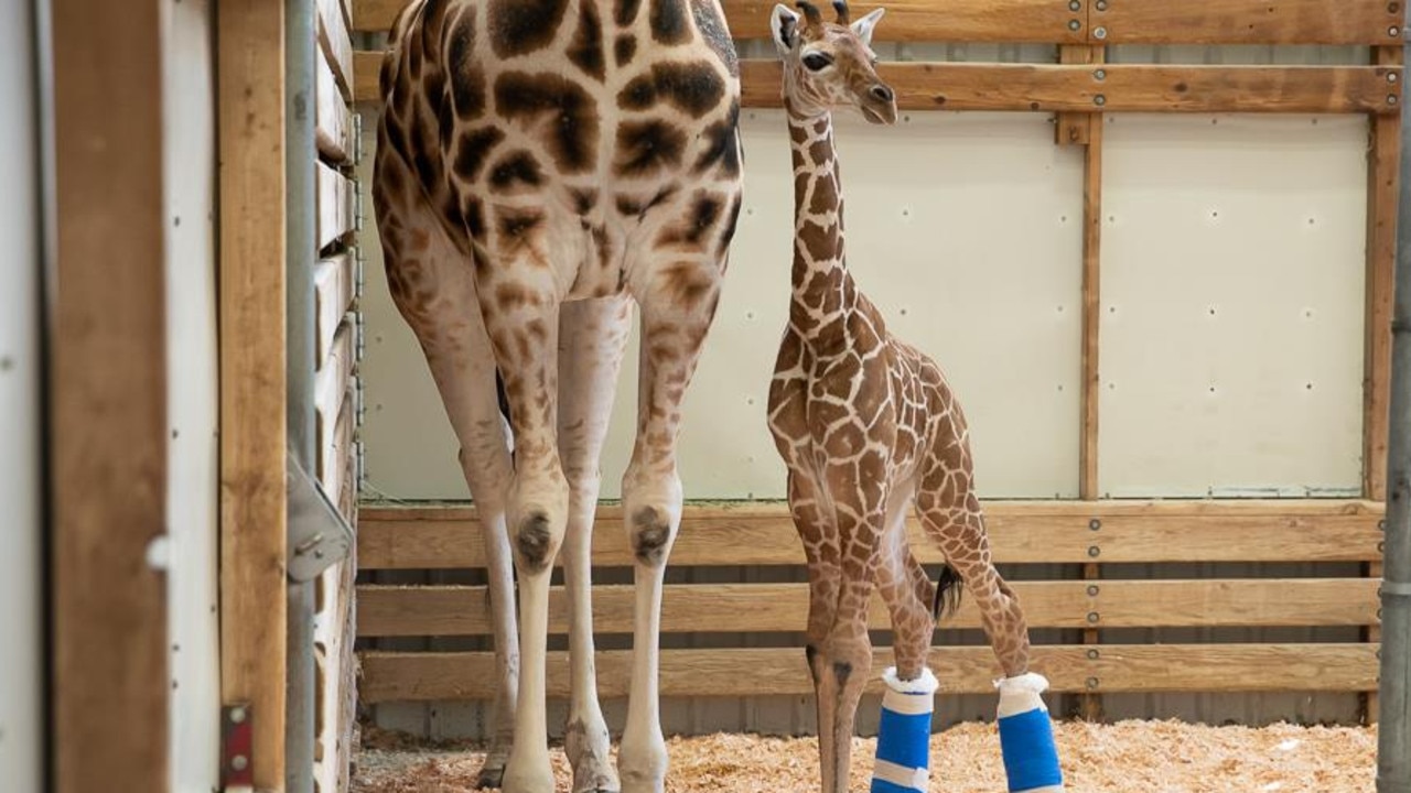 Hasani wearing his new shoes in the barn with mum Olivia. Picture: Woodland Park Zoo
