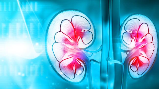 An illustration of a human kidneys cross section. Picture: iStock