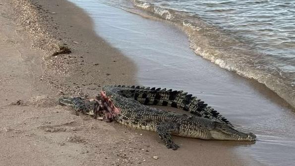 Photo taken by Darwin resident Hamish Roberts shows the croc with a large wound before being taken by a shark.