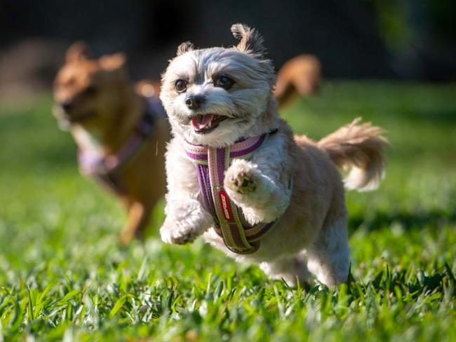 The proposed dog park would provide a place for smaller dogs like Frankie to play safely.Picture: Che Chorley