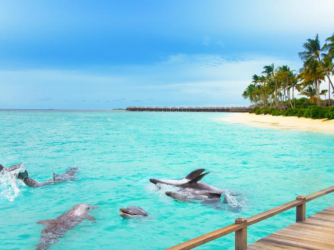 11/20Spot dolphins With waters teeming with the marine mammals (nearly two dozen species of dolphins call the region home) an encounter is pretty much guaranteed. In the South Male Atoll COMO Cocoa Island resort is near a populous dolphin spot and offers sunset cruises that marry dolphin spotting with champagne and gourmet canapes — a winning combo.