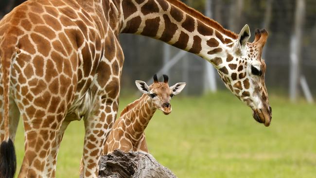 The births of the two giraffes is an unusual feat for Mogo, with two giraffes being born so close together uncommon. Picture: Jonathan Ng