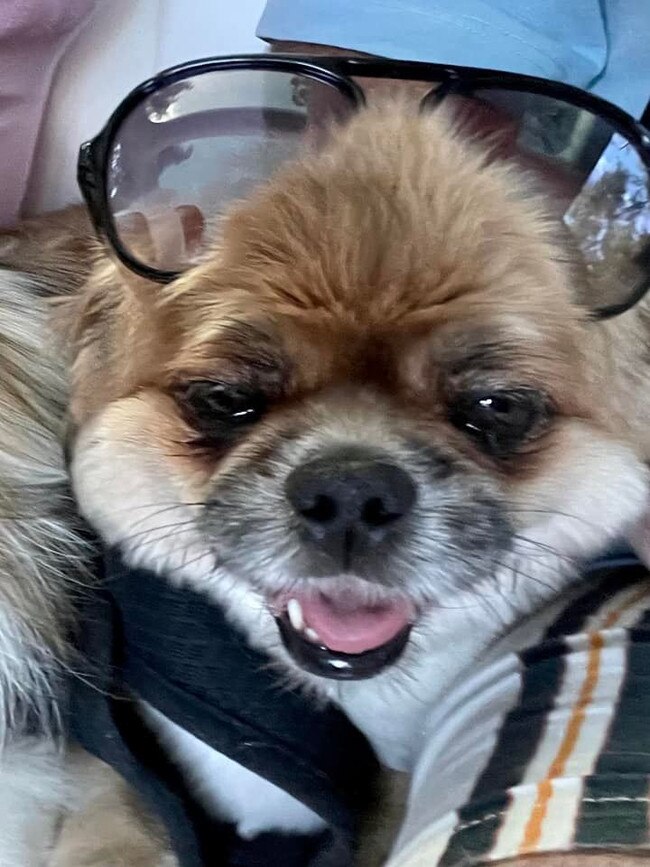 This is Charley. Attitude. Cannot jump. Does not say or do much but commands a room and is about 15cm in height! He loves to Jetski too. Helensvale.