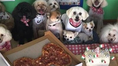 Sonny's pizza bar supplied pizza for a doggie birthday party.