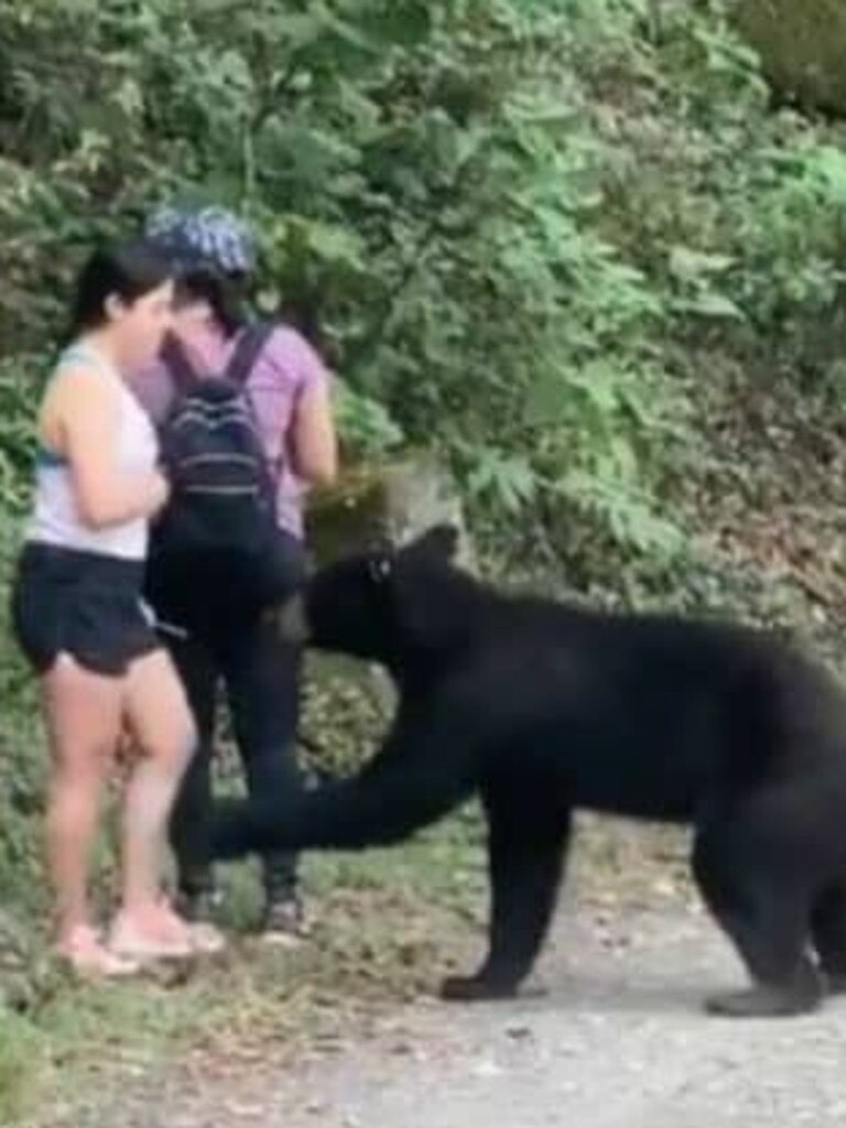 The bear swatted the woman’s leg before wandering off.