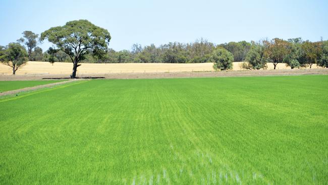 Next year’s rice crop should be 10 times larger than last harvest. Picture: Zoe Phillips