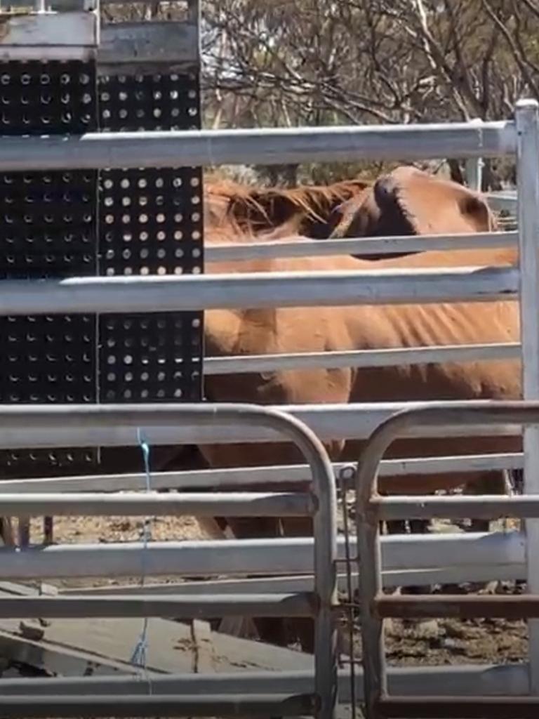 Animals being seized from the Morgan property. Picture: Supplied