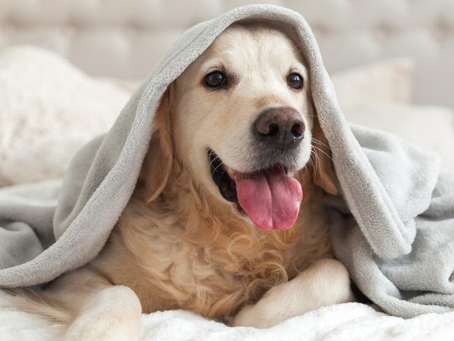 Happy smiling young golden retriever dog under light gray plaid. Pet warms under a blanket in cold winter weather. Pets friendly and care concept.