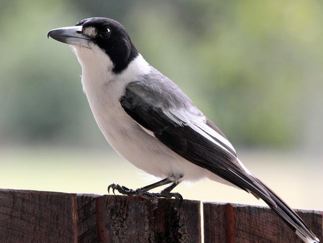 Butcher bird