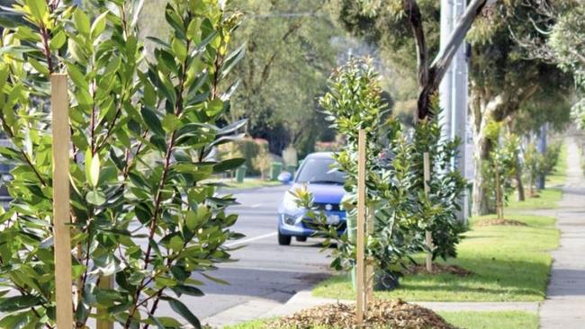 An Aussie council is going to great lengths to preserve its tree canopy proposing fines for residents who prune mature trees. Picture: Town of Bassendean