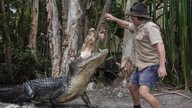 Senior Reptile Keeper at Hartleys Crocodile Adventures, Bill Collette feeds Trinity the crocodile. Picture: Brian Cassey.