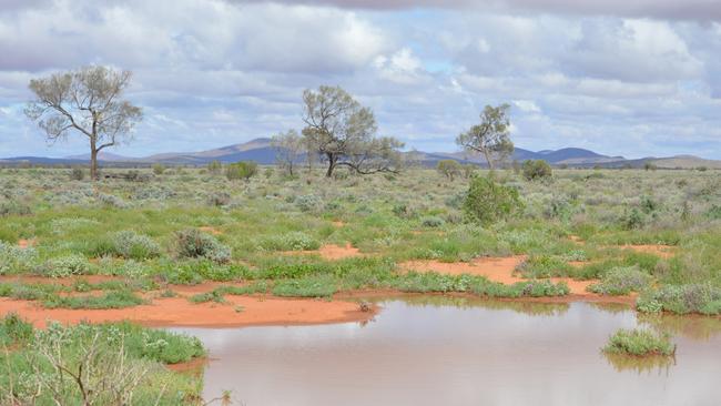 Boolcoomatta Station Reserve, after rain. The 630 square-kilometre private protected area in eastern South Australia, 463km northeast of Adelaide and 100km west of Broken Hill. Picture: Bush Heritage Australia.