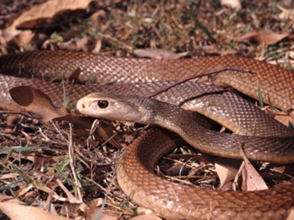 A coastal taipan.