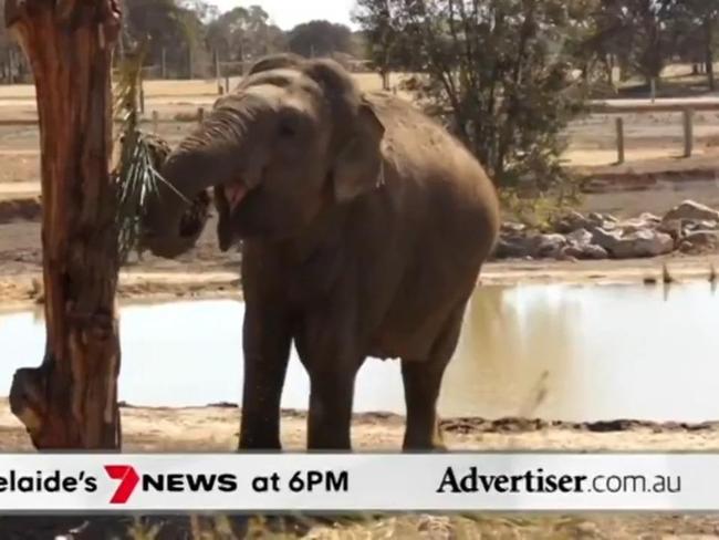 The Advertiser, 7NEWS Adelaide: SA's nicotine ban, Monarto's elephant duo meets