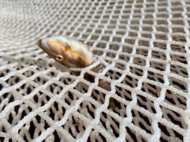 The Bob Brown Foundation claims wild fish are getting caught and dying in salmon pens. Pic: supplied