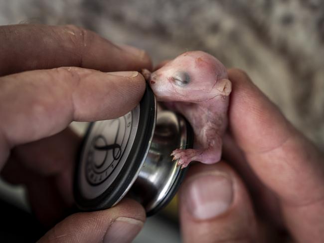 EMBARGO FOR TWAM, 08 FEBRUARY 2025. FEE APPILES. ONE TIME USE ONLY. Wildlife veterinarian Alisdair Eddie checks to find / see whether there is still a heartbeat in a joey (pinkie) that was recovered by vet nurse Nicola Rae (from @amaroowildlifeshelter) from the pouch of their dead mum by; a victim of being struck by a car. Nicola was on her way to work to help injured ducks shot during the opening week of VictoriaÃ¢â¬â¢s duck hunting season. Sadly, like many, the joey did / could not survive. Lake Lyngher, Boort, Victoria, Australia April, 2024. Photo: Doug Gimesy