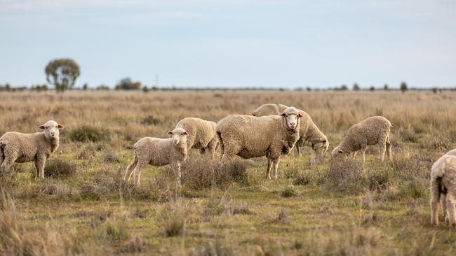 Gum Creek and Eriwah has been run with 4000 ewes and 140 cows plus followers in recent seasons.