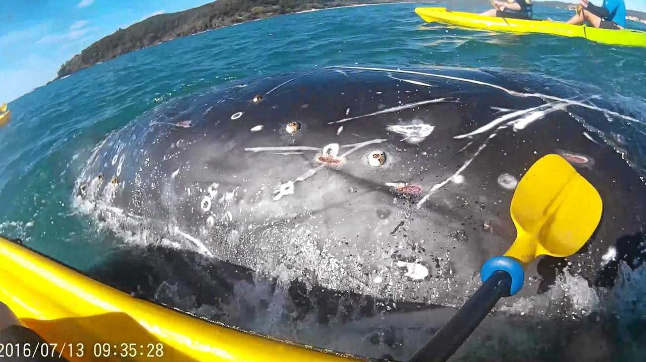 A juvenile humpback covered in scars approached a kayak tour group at Double Island Point during the week 'asking for help' to remove rope from its body. Picture: Contributed