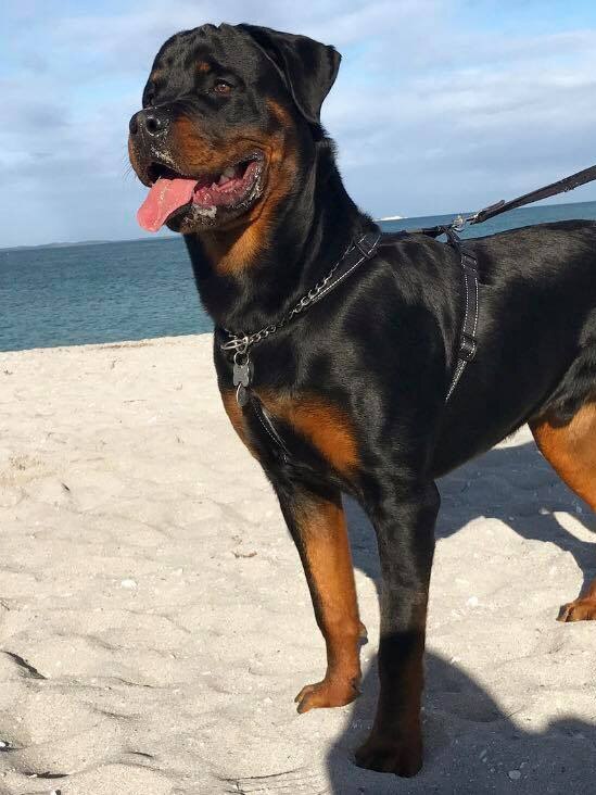 The dogs regularly went to the beach with their owner. Picture: Facebook