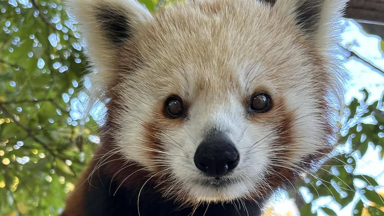 ‘Beloved’ animal dies unexpectedly at Adelaide Zoo