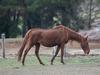 Why RSPCA Victoria may stop investigating reports of animal cruelty