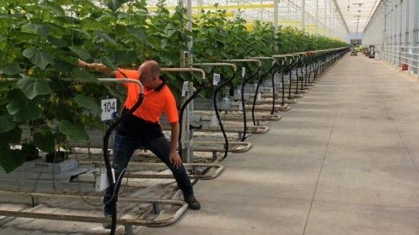 A proposal has been lodged to build a greenhouse facility on the Sunshine Coast similar to this one in New South Wales. Picture: Contributed