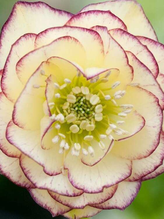 Hellebore 'Double Primrose Picotee'.