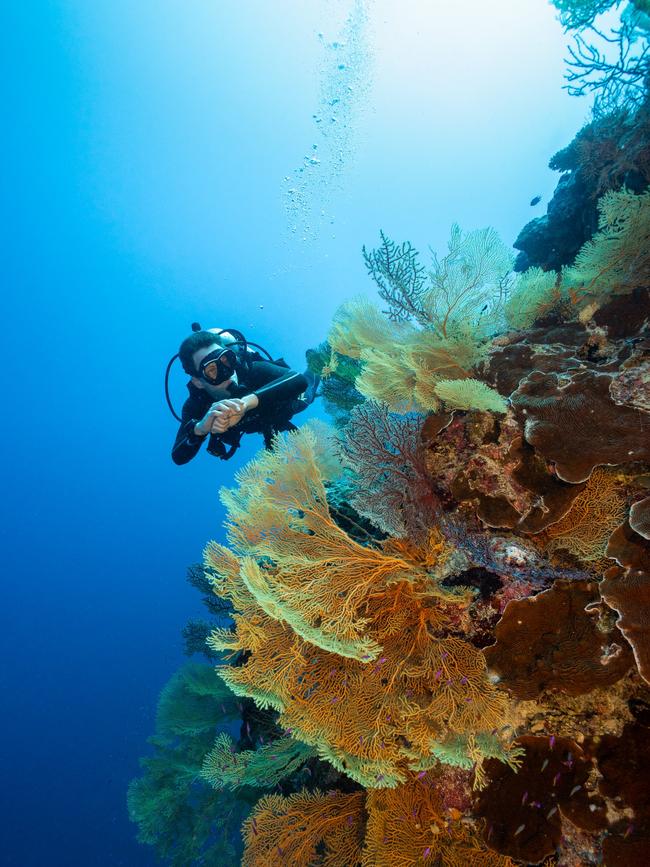 Scuba diving on Osprey Reef. Picture: TEQ