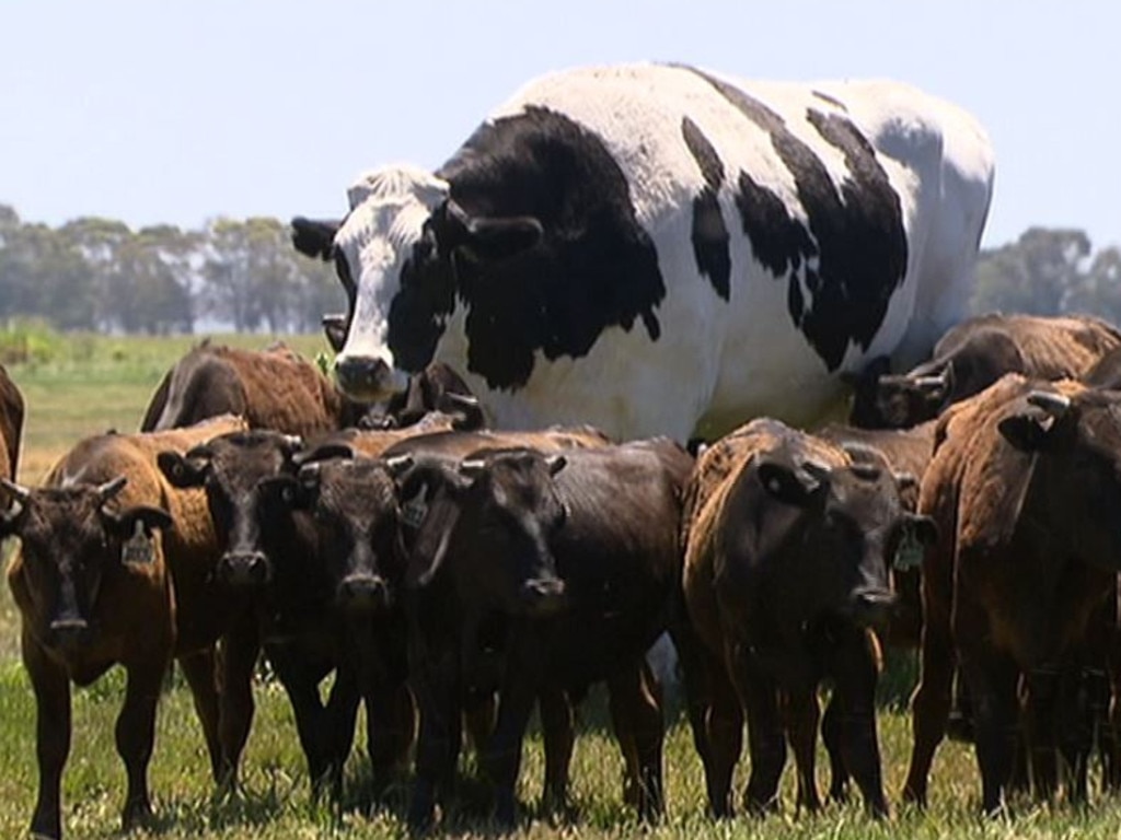 An enormous steer in Western Australia is making headlines. At 194cm 'Knickers' is the largest in his category in Australia. Picture: Twitter #7News