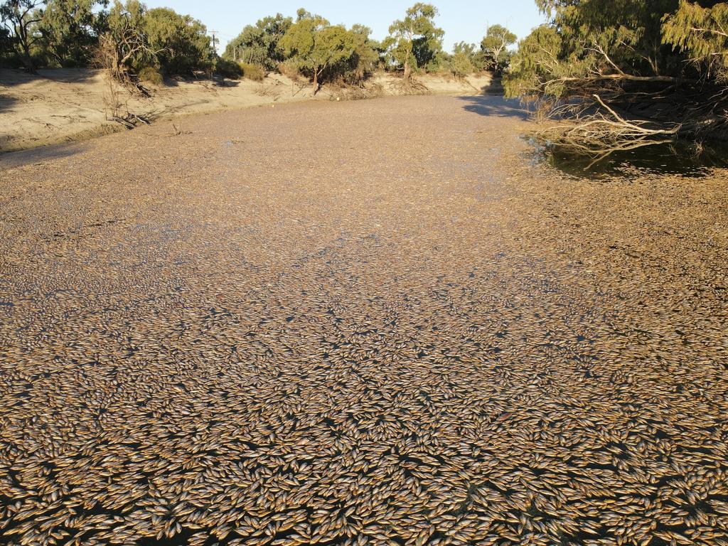 Millions of rotting fish clogging the Darling River near Menindee, March 22. While scientists don’t expect to see similar scenes in the ocean, it does reveal the dangers of water that loses oxygen content. Picture: Michael Minns