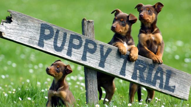 Pooches are always popular at the Herald Sun and this picture was no different. Molly, Max and Monty had a front-row seat at the Victorian Duck and Cattle Dog Championships in South Gippsland, with the moment captured forever by Craig Borrow.