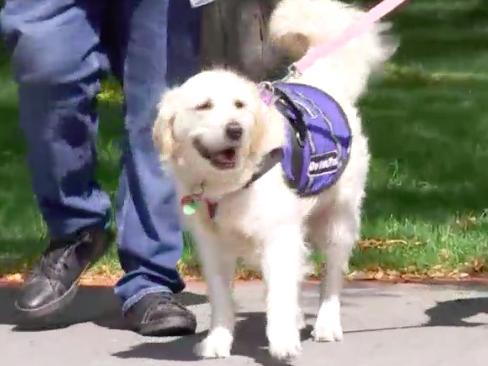 Assistance dog Sun barred from Jetstar flight in dispute over 'approved training organisation'. Picture: ABC