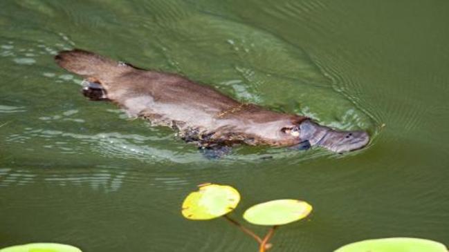 WATCH: Playful platypus in clear water at Broken River