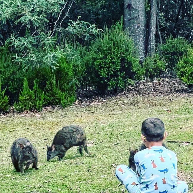 Wildlife watching at Port Arthur. Picture: Natalie Murrell @gone_caravanning_tas