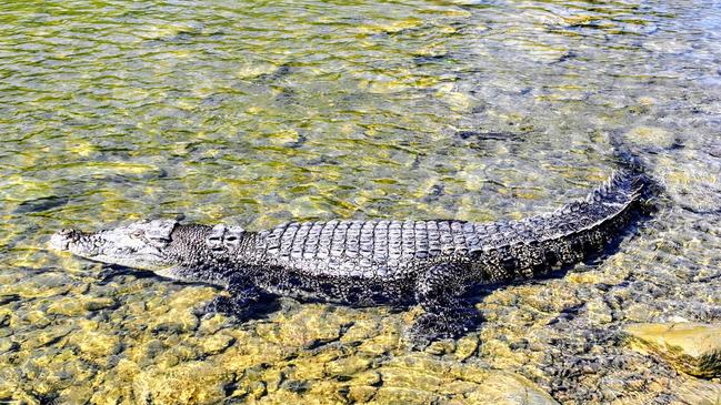 An estuarine saltwater crocodile sunbakes in shallow water near the Captain Cook Highway bridge over the Mowbray River, south of Mossman and Port Douglas. Crocs can often be seen swimming in the river and resting on the riverbank. Picture: Brendan Radke