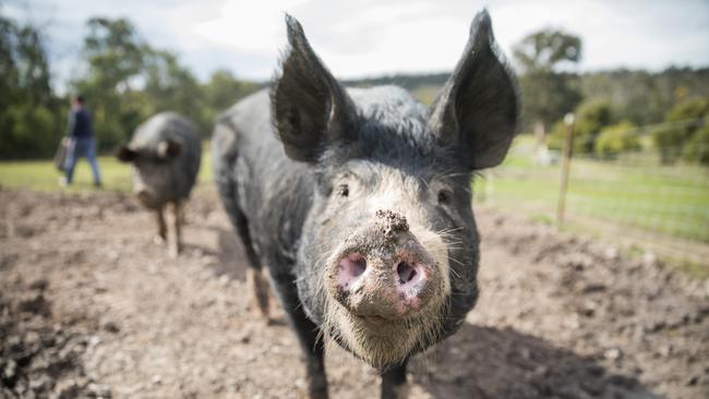 Small-scale pig producers across Victoria are nervous about the future of the processing sector, worried that any future price or schedule changes at JBS-owned Diamond Valley Pork could make boutique pork businesses untenable.